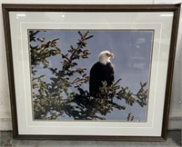 Bald Eagle Framed Print