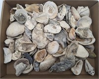 (KC) Shells and fossils of various kind 2-4in W