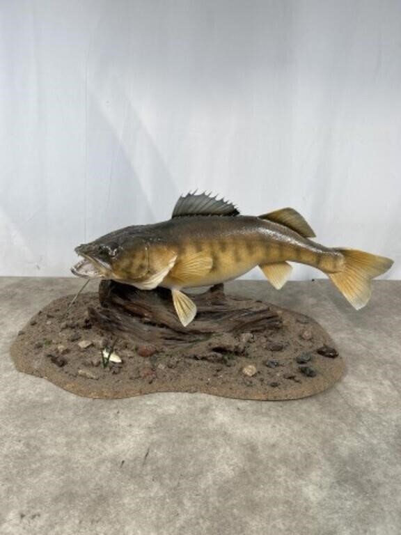 Approximately 24 inch Walleye mount with base