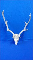 Deer Antlers And Skull