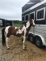 KENTUCKY CHEIF 4 YEAR OLD GAITED COLT
