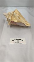 Large seashell perfect condition