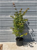 Large Red Raspberry Plant