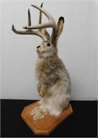 TAXIDERMIED JACKELOPE