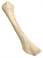 Fossil Mammoth Femur Bone