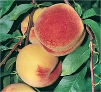 (50) 1/4" Regina Peach Trees on Lovell Certified