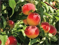 (60) 1/4" Newhaven Peach Trees on Lovell Certified