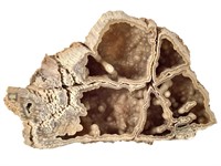 Fossil Agatized Coral, Tampa Bay, Florida