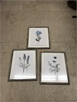 3cnt Framed Botanical Pictures
