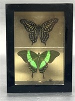 (2) Genuine Butterflies in Shadow Box Frame