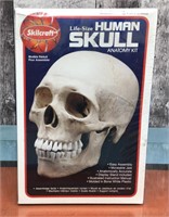 Life-size Human Skull anatomy kit - sealed