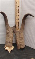 Pronghorn antelope horns