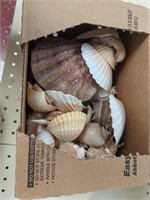 A box of assorted seashells