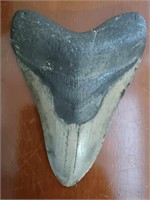 LARGE SHARK TOOTH POSSIBLY MEGALODON