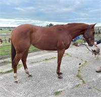 (VIC) BARBIE - THOROUGHBRED MARE