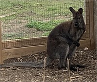 Male-Bennet Wallaby-3 years old, intact, breeder
