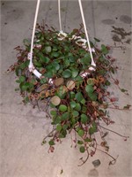 Small Hanging Basket