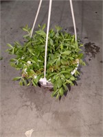 Small Hanging Basket