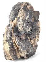 Large Petrified Wood Specimen