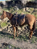 Bojack is a 10 year old, QH dun gelding, 14.3 H.