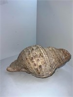 Rare Giant Sea Shell
