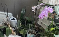 Collection of Plants and Planters