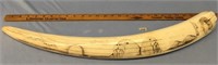 Approx. 32" fossilized walrus tusk, with scrimshaw