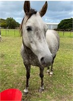 (VIC): POPPY - Part Bred Mare