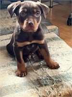 Male-Kelpie Puppy-Born Feb 29, 2024