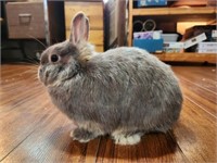 Doe-Netherland Dwarf-Proven mom