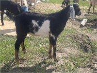 Buckling-Nubian Goat-Clean tested herd, disbudded