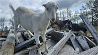 Doeling-Lamancha Nubian Cross-Clean tested herd