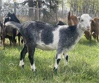 Doeling-Lamancha Kiko Cross-Clean tested herd