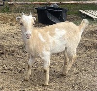 Doeling-Lamancha Nubian Cross-Clean tested herd