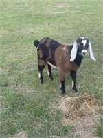 Buckling-Nubian Goat-Clean tested herd, disbudded