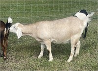 Doeling-Nubian Kiko Cross-Clean tested herd