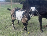 Buckling-Nubian Goat-Clean tested herd, disbudded