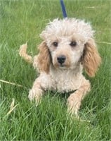 Male-Miniature Poodle-Intact, 8 months