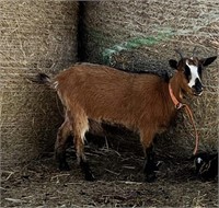 Doe-Pygmy Goat-2 years old, first time freshner