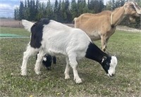 Doeling-Lamancha Kiko Cross-Clean tested herd