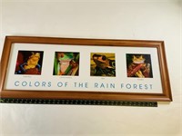 Colors of the rain forest frog print framed