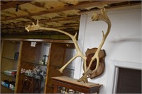 Mounted Reindeer  Antlers