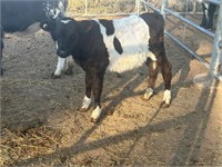 (VIC) 2 BELTED GALLOWAY STEERS