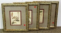 Botanical Prints in Matching Gilt Frames