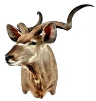 Greater Kudu Taxidermy Mount