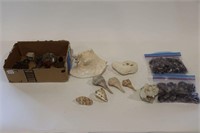 LOT OF ASSORTED SHELLS AND ROCK COLLECTION