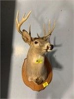 9-POINT TAXIDERMY BUCK