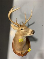 7-POINT TAXIDERMY BUCK