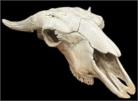 Buffalo Skull Taxidermy