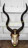Greater Kudu skull on board